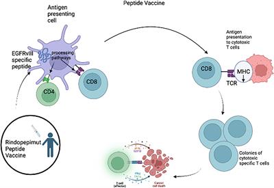 Pediatric versus adult high grade glioma: Immunotherapeutic and genomic considerations